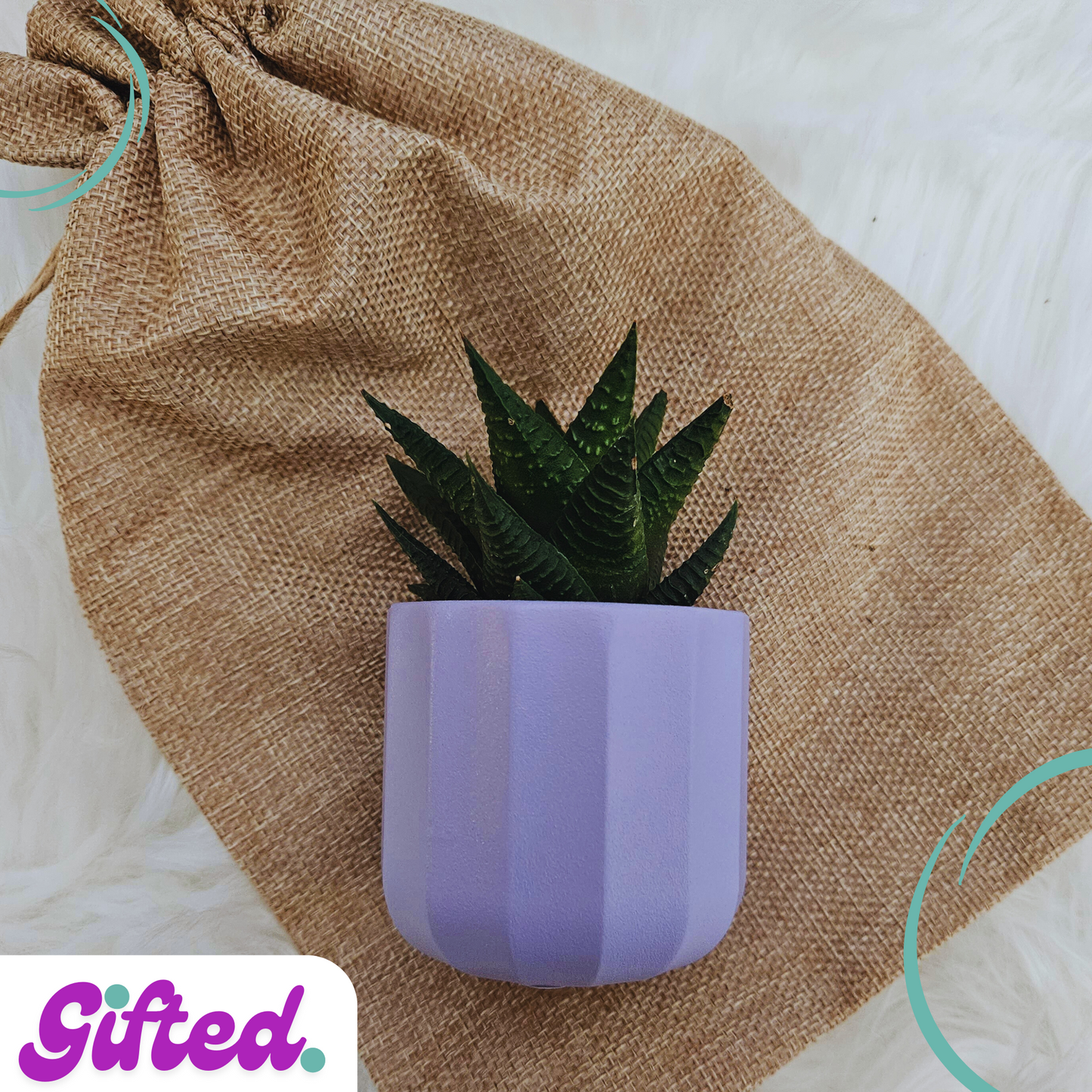 Desk Succulent Plant with Vase