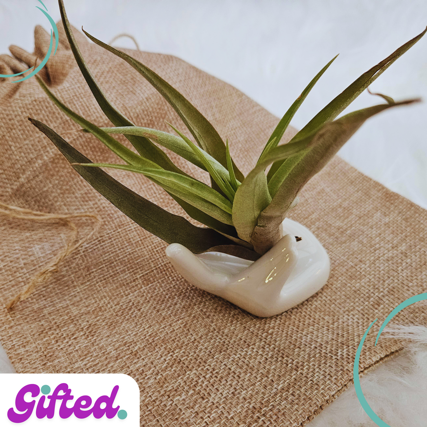 Hand Held Air Plant