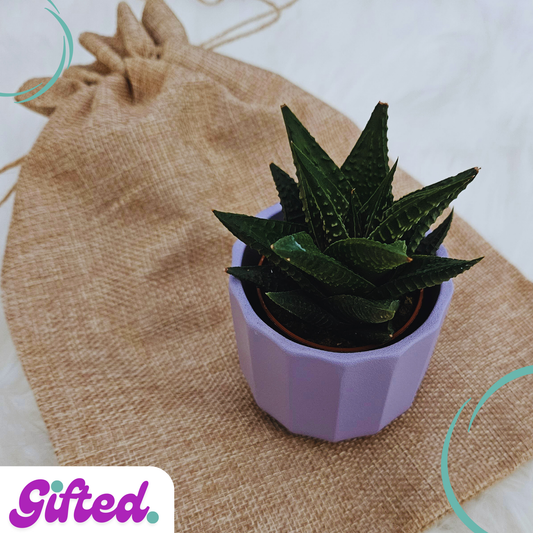 Desk Succulent Plant with Vase