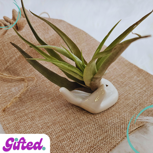 Hand Held Air Plant